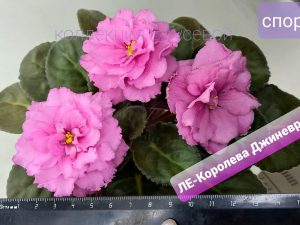 ЛЕ-Королева Джиневра(спорт)(укор. лист)