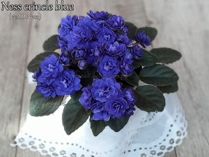 Ness Crinkle Blue(мини)(укор. лист)