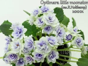 Optimara Little Moon Stone(мини)(укор. лист)