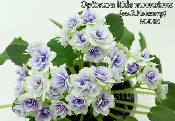 Optimara Little Moon Stone(мини)(укор. лист)