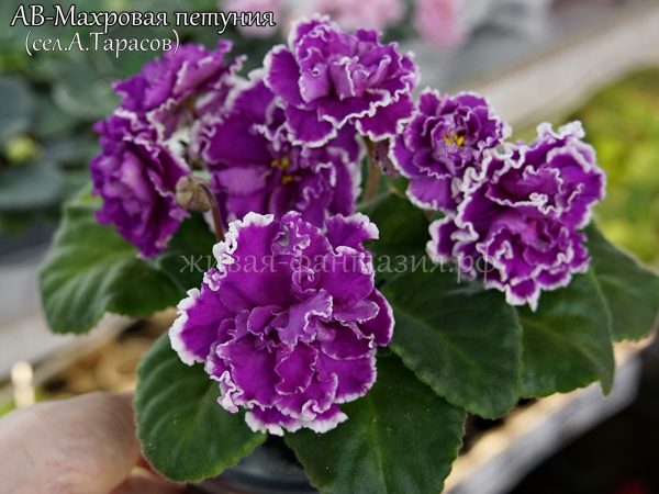 АВ-Махровая Петуния(укор. лист)