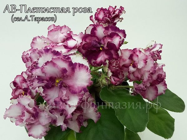 АВ-Плетистая Роза(укор. лист)