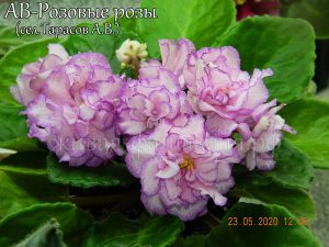 АВ-Розовые Розы(укор. лист)