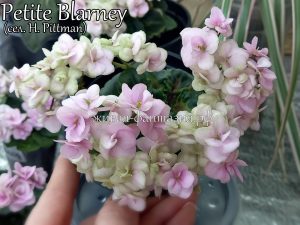 Petite Blarney(мини)(детка)