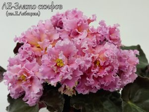ЛЕ-Злато Скифов(укор. лист)
