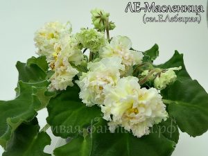 ЛЕ-Масленица(укор. лист)