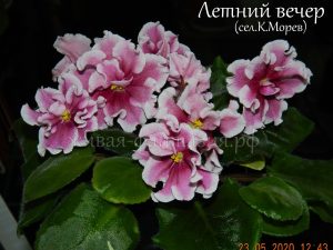 Летний Вечер(Морев)(детки)