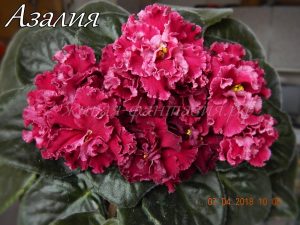 Азалия(срез. лист)