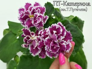 ПТ-Катерина(срез. лист)