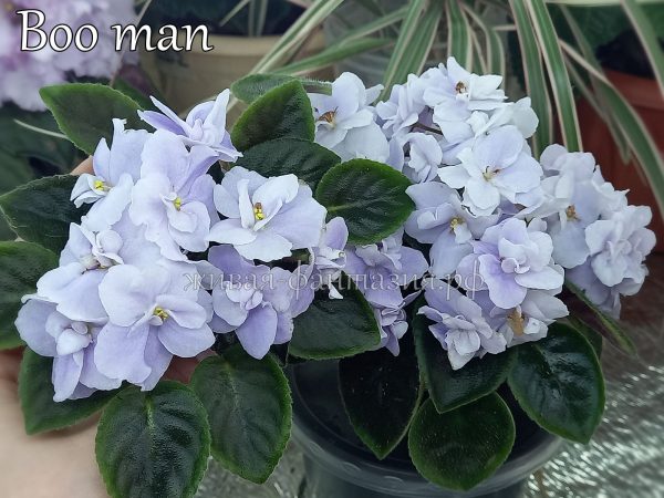 Boo Man(укор. лист)