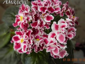 Амадеус(укор. лист)