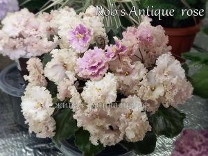 Rob's Antigue Rose(детка)
