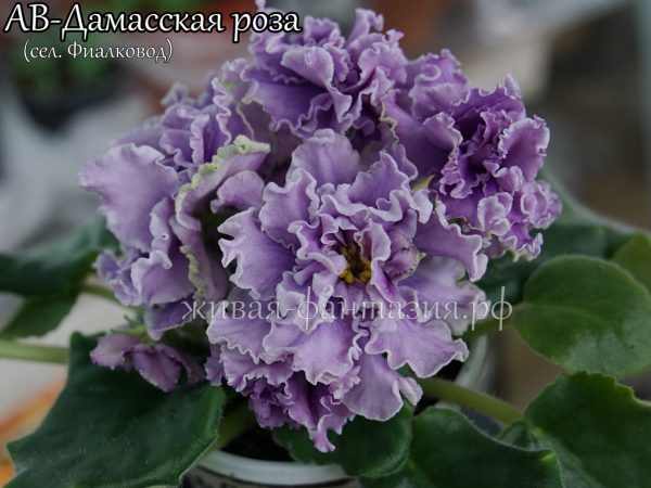 АВ-Дамасская Роза(укор. лист)