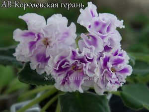 АВ-Королевская Герань(укор. лист)