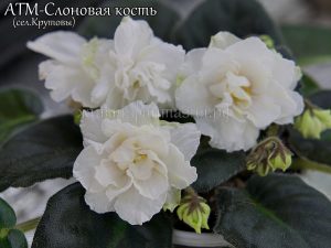 АТМ-Слоновая кость(детка)