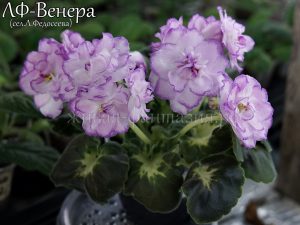 ЛФ-Венера(укор. лист)