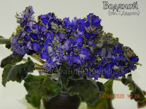 Водяной(детка)