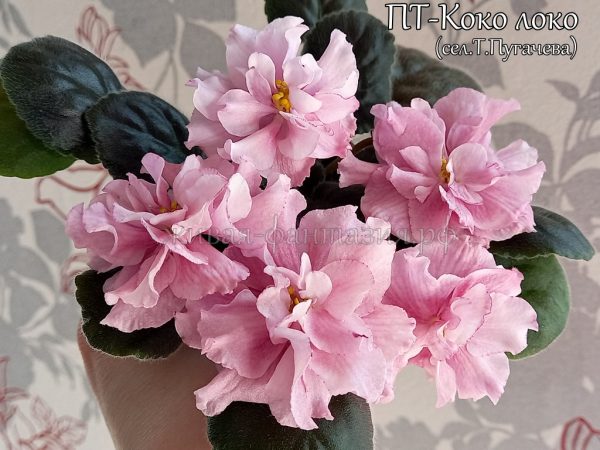 ПТ-Коко Локо(укор. лист)