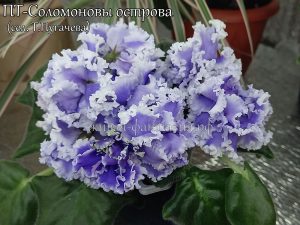 ПТ-Соломоновы Острова(укор. лист)