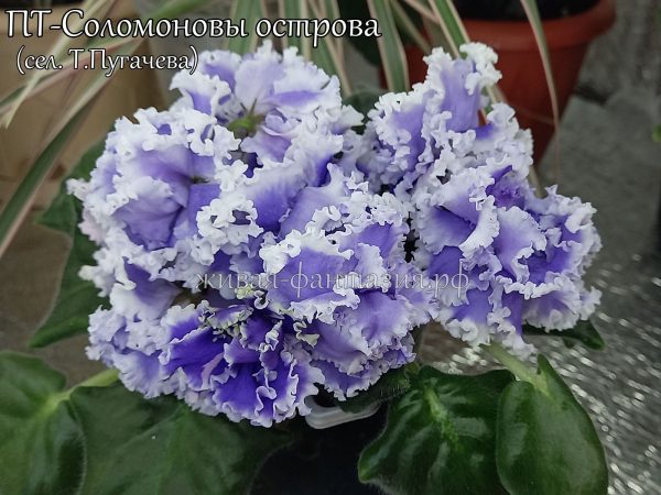 ПТ-Соломоновы Острова(укор. лист)