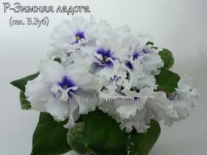 Р-Зимняя Ладога(укор. лист)