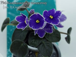 РМ-Колокольчик в Полосочку(укор. лист)