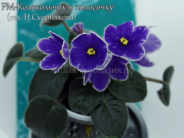 РМ-Колокольчик в Полосочку(укор. лист)