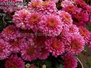 Payton Dale Pink