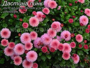 Дастина Пинк
