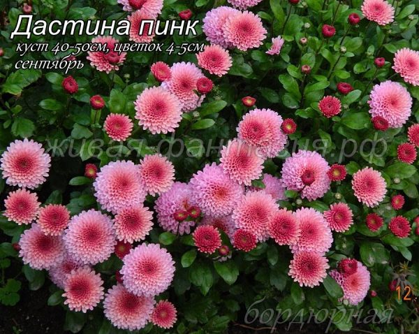 Дастина Пинк