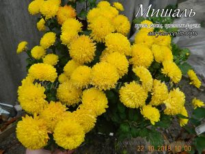 Мишаль