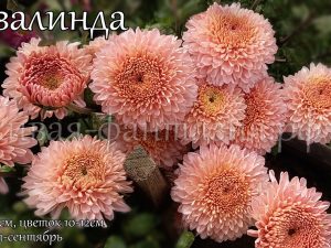 Розалинда