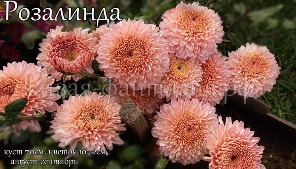 Розалинда