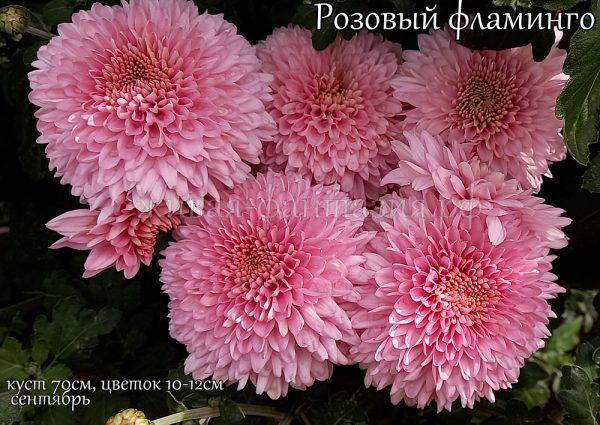 Розовый Фламинго