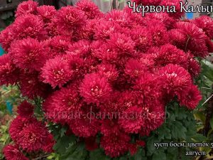 Червона Калына