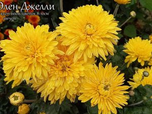 Элен Джелли