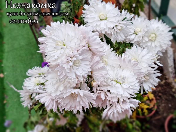 Незнакомка