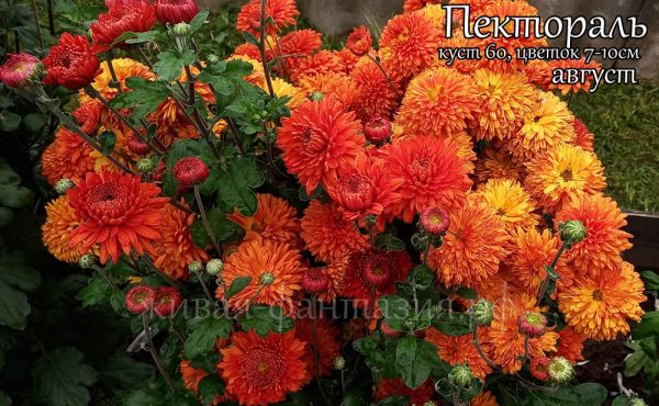 Пектораль