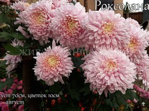 Розовый Сон(Роксолана)