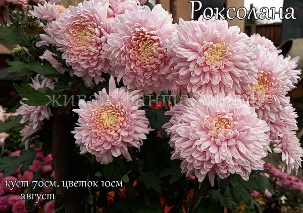 Розовый Сон(Роксолана)