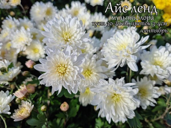 Айс Ленд