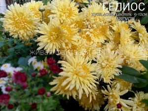 Гелиос