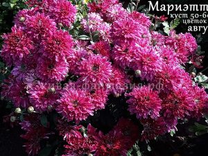 Мариэтта-2