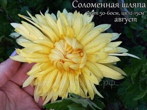 Соломенная Шляпа