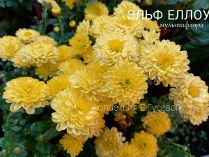 Эльф Еллоу