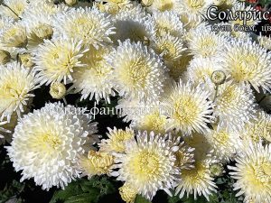 Солярис(25-16)