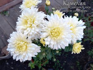 Камелия