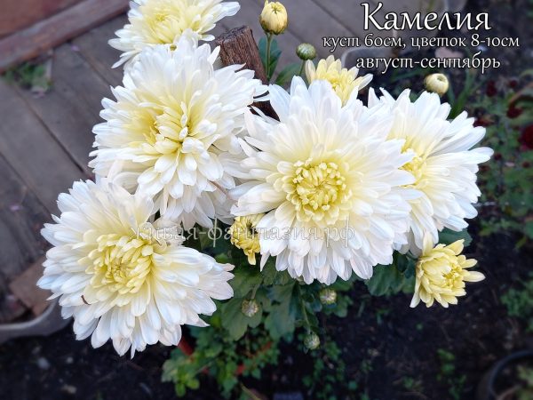 Камелия