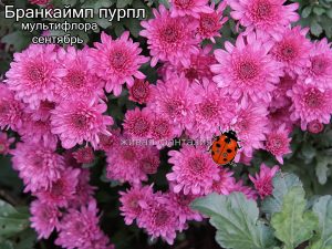 Бранкаймп Пурпл (мультифлора)