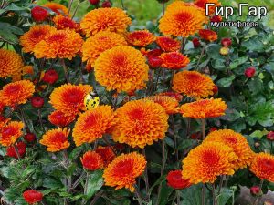 Гир Гар (мультифлора)